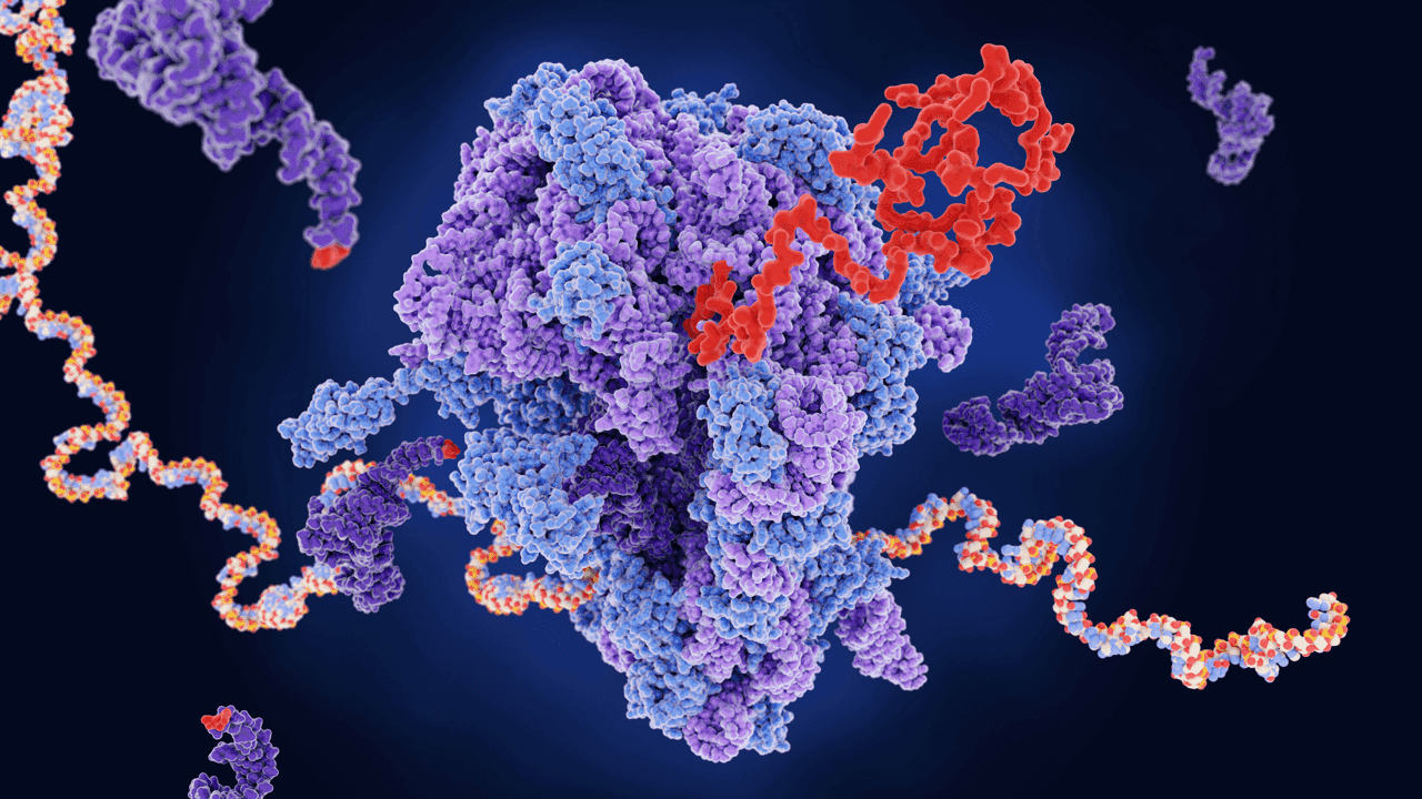 ARTAN Bio - Mutation-Specific Codon Suppression for Aging and Longevity