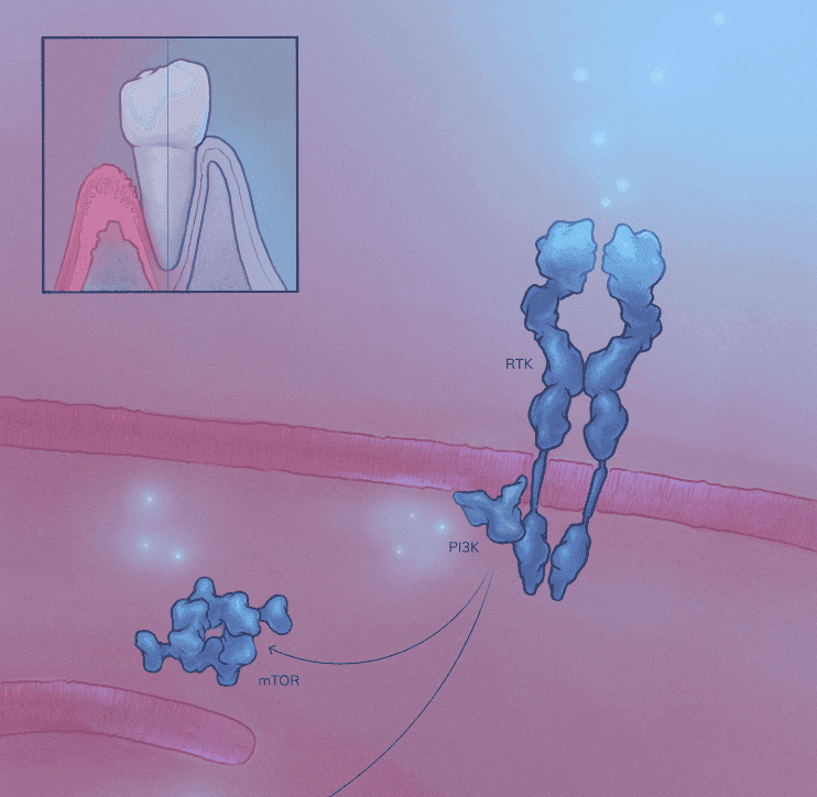 Reversing Periodontal Disease using Geroscience - An Lab