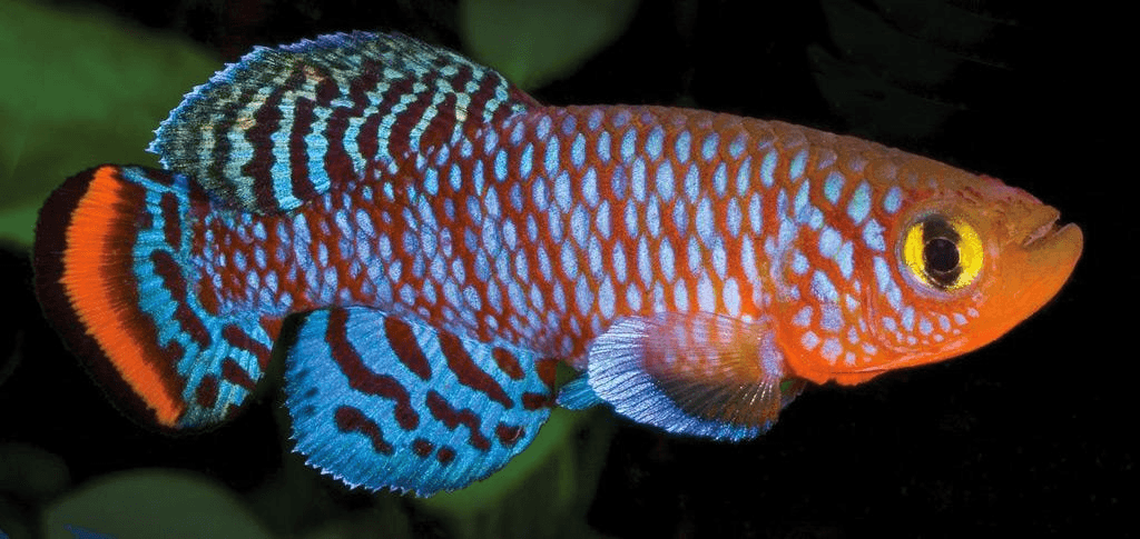 Killifish brain aging preprint