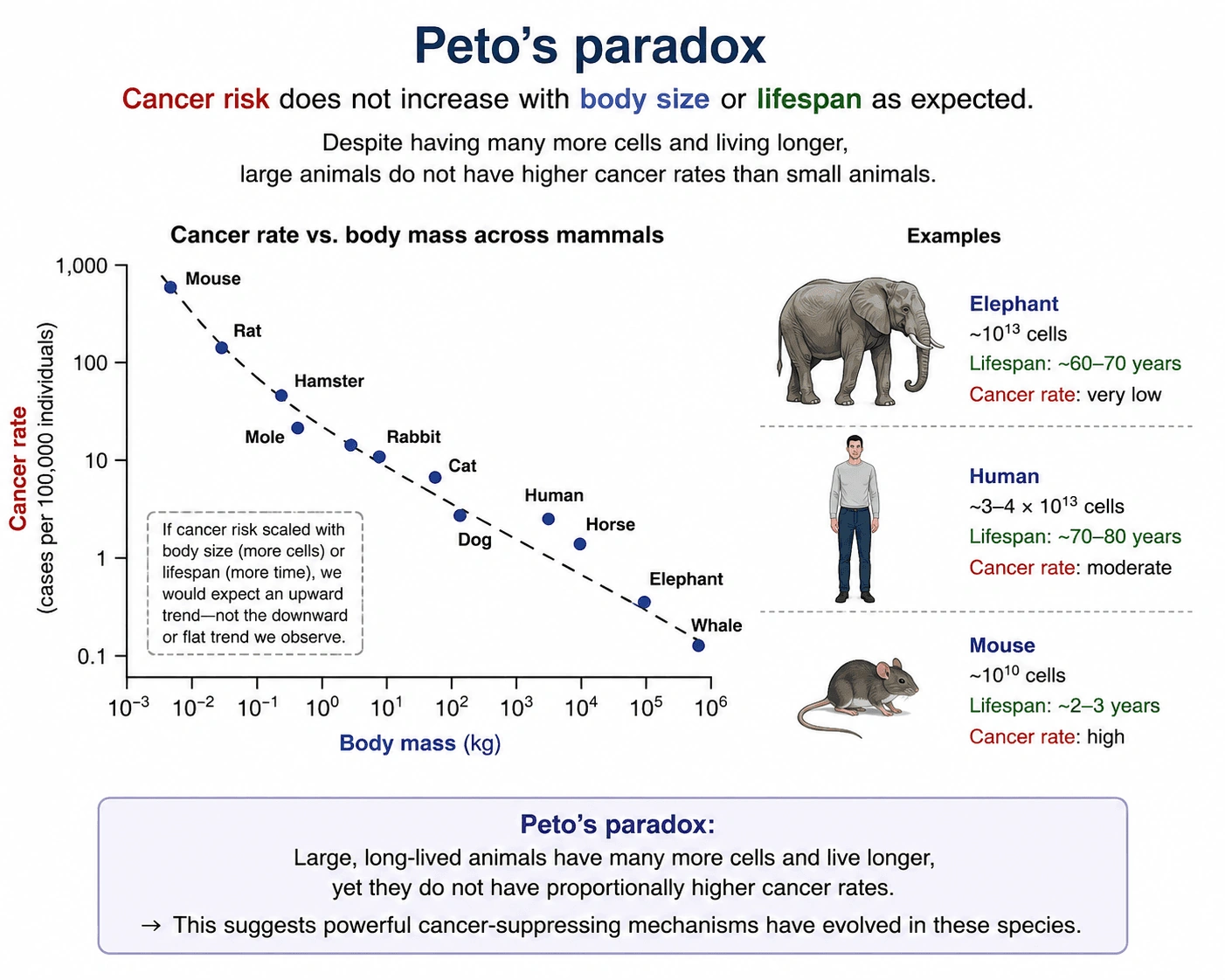 Cellular stress responses and Peto paradox figure
